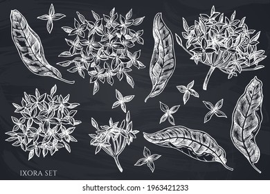 Vector set of hand drawn chalk ixora