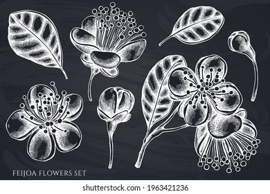 Vector set of hand drawn chalk feijoa flowers