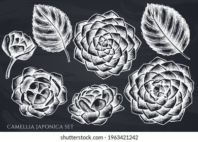 Vector set of hand drawn chalk camellia japonica