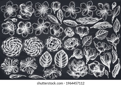 Vector set of hand drawn chalk hibiscus, plum flowers, peach flowers, sakura flowers, magnolia flowers, camellia japonica