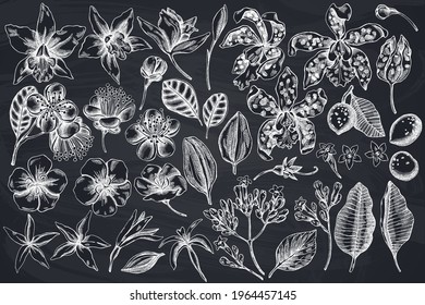 Vector set of hand drawn chalk laelia, feijoa flowers, glory bush, papilio torquatus, cinchona, cattleya aclandiae