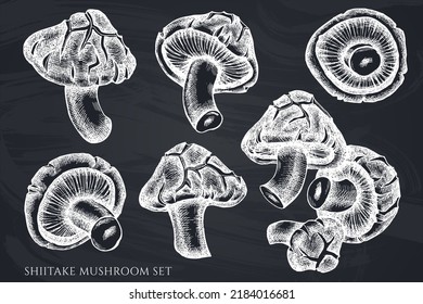 Vector set of hand drawn chalk shiitake