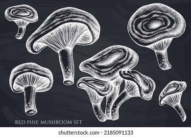 Vector set of hand drawn chalk red pine mushroom