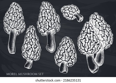 Vektor-Set handgezeichneter Chalk-Morel-Pilz