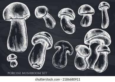 Vector set of hand drawn chalk porcini