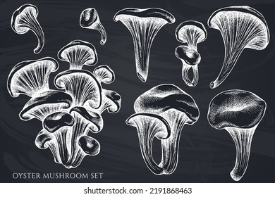 Vector set of hand drawn chalk oyster mushroom