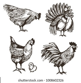 Vector set with hand drawn chicken, turkey, cock