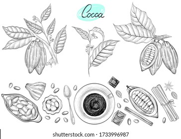 Vector set with hand drawn cocoa illustrations. Engraved style.