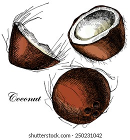 Vector set of hand drawn coconuts. Illustrations. Vector.