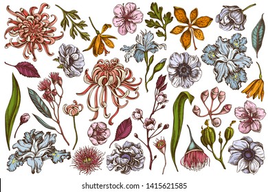 Vector set of hand drawn colored  japanese chrysanthemum, blackberry lily, eucalyptus flower, anemone, iris japonica, sakura