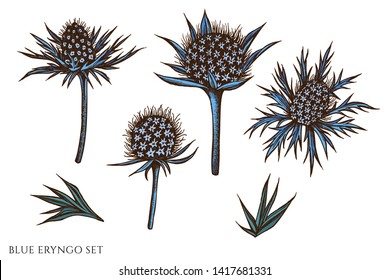 Vector set of hand drawn colored  blue eryngo