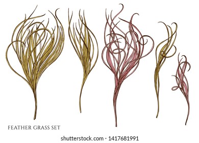 Vector set of hand drawn colored  feather grass