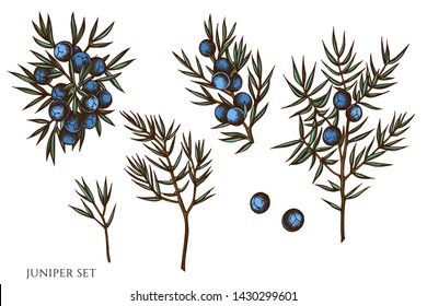 Vector set of hand drawn colored juniper