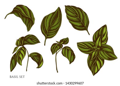 Vector set of hand drawn colored basil