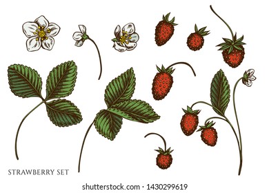 Vector set of hand drawn colored strawberry