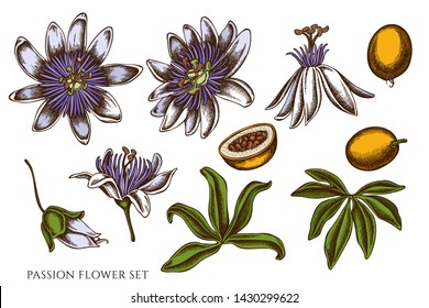 Vector set of hand drawn colored passion flower