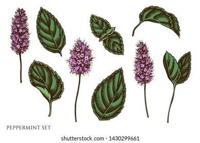 Vector set of hand drawn colored peppermint