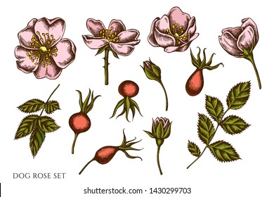 Vector set of hand drawn colored dog rose