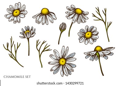 Vector set of hand drawn colored chamomile