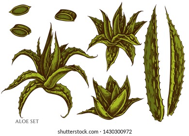 Vector set of hand drawn colored aloe
