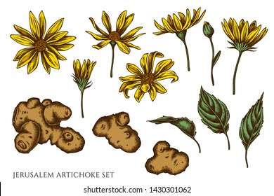 Vector set of hand drawn colored jerusalem artichoke