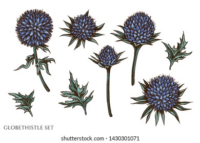 Vector set of hand drawn colored globethistle