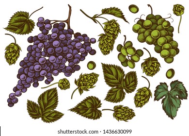 Vector set of hand drawn colored grapes, hop