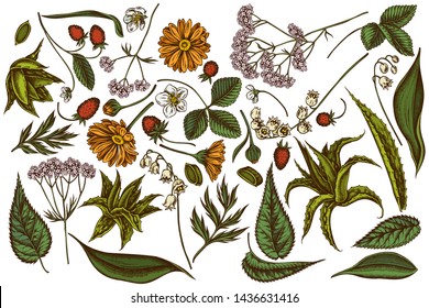 Vector set of hand drawn colored aloe, calendula, lily of the valley, nettle, strawberry, valerian