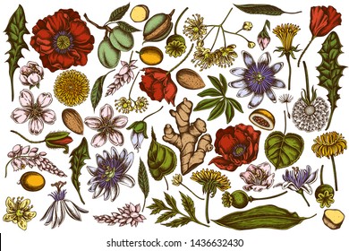 Vector set of hand drawn colored almond, dandelion, ginger, poppy flower, passion flower, tilia cordata