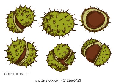 Vector set of hand drawn colored chestnut