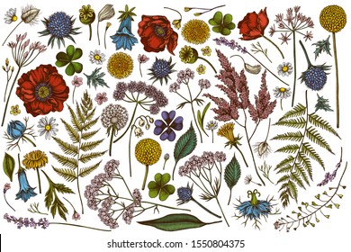 Vector set of hand drawn colored shepherd's purse, heather, fern, wild garlic, clover, globethistle, gentiana, astilbe, craspedia, lagurus, black caraway, chamomile, dandelion, poppy flower, lily of the angelica.