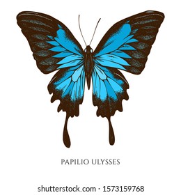 Vector set of hand drawn colored papilio ulysses