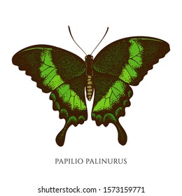 Vector set of hand drawn colored papilio palinurus
