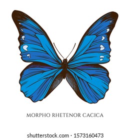 Vector set of hand drawn colored morpho rhetenor cacica