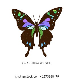 Vector set of hand drawn colored graphium weiskei