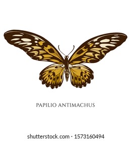 Vector set of hand drawn colored papilio antimachus