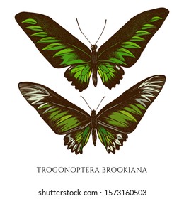 Vector Set Of Hand Drawn Colored Trogonoptera Brookiana