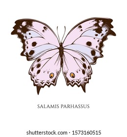 Vector set of hand drawn colored salamis parhassus