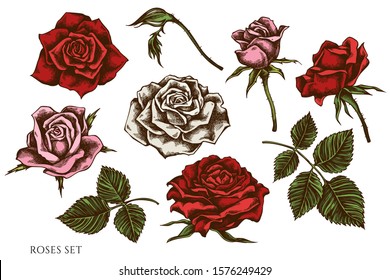 Vector set of hand drawn colored roses