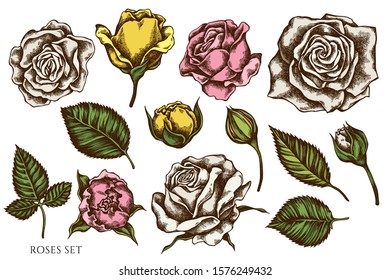 Vector set of hand drawn colored roses