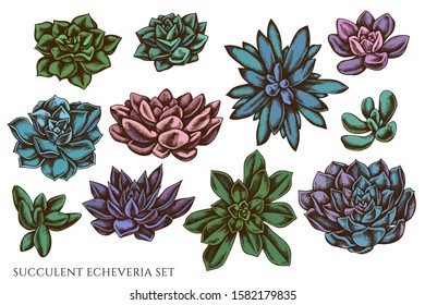 Vector set of hand drawn colored succulent echeveria