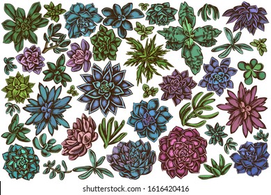 Vector set of hand drawn colored succulent echeveria, succulent echeveria, succulent