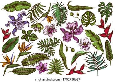 Vector set of hand drawn colored monstera, banana palm leaves, strelitzia, heliconia, tropical palm leaves, orchid