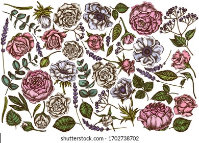 Vector set of hand drawn colored roses, anemone, eucalyptus, lavender, peony, viburnum