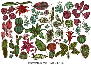 Vector set of hand drawn colored ficus, iresine, kalanchoe, calathea, guzmania, cactus