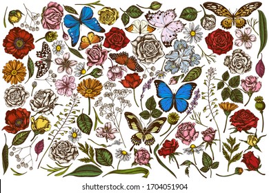 Vector set of hand drawn colored shepherd's purse, heather, iris japonica, sakura, gypsophila, chamomile, almond, poppy flower, calendula, menelaus blue morpho, blue morpho, lemon butterfly, red