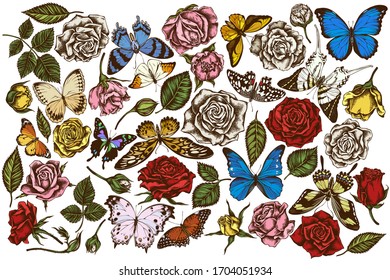 Vector set of hand drawn colored menelaus blue morpho, giant swordtail, blue morpho, lemon butterfly, red lacewing, african giant swallowtail, alcides agathyrsus, wallace's golden birdwing, purple