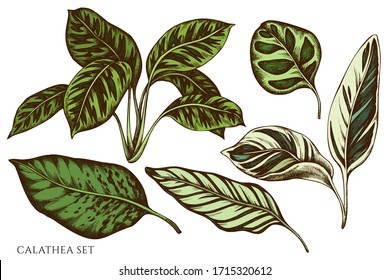 Vector set of hand drawn colored calathea