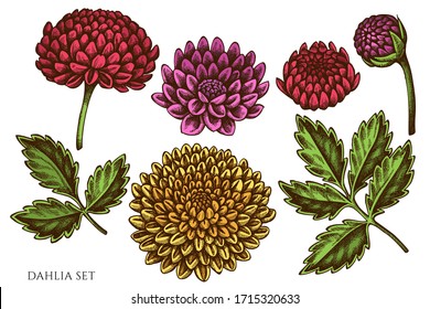 Vector set of hand drawn colored dahlia