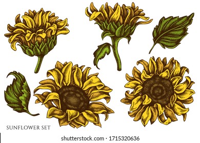 Vector set of hand drawn colored sunflower